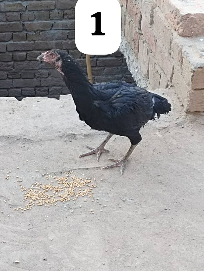 پانچ ہزار پیور اصیل دو مرغیاں فور سیل 4