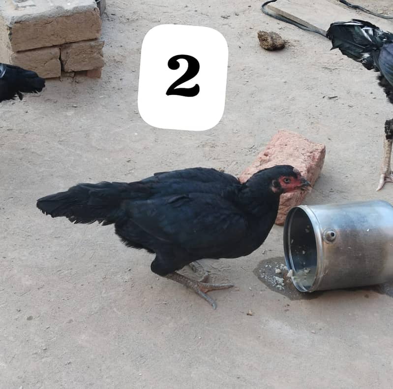 پانچ ہزار پیور اصیل دو مرغیاں فور سیل 7