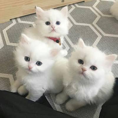 white Persian kitten10k