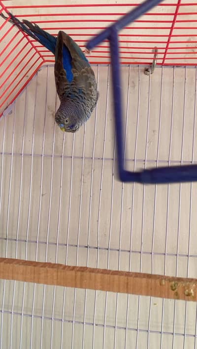 Combo budgies ready to breed pair available