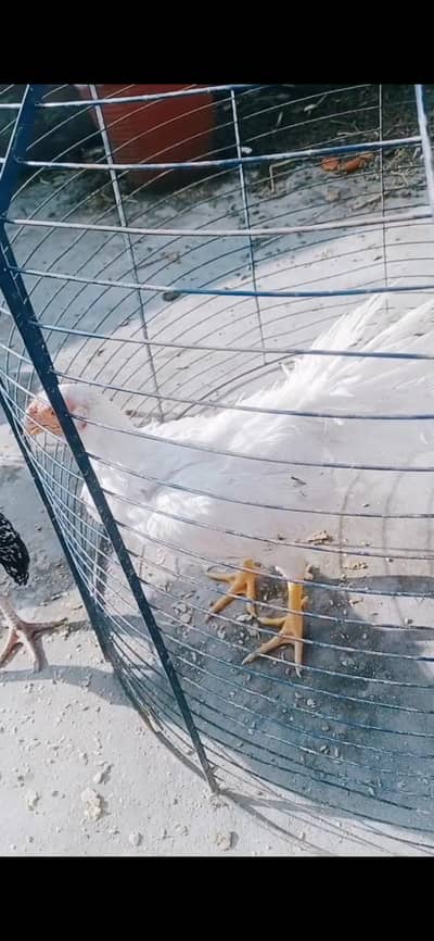 perrot beak male 03324997411