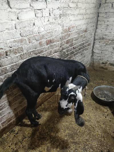 Goats for Sale Breeder for Sale