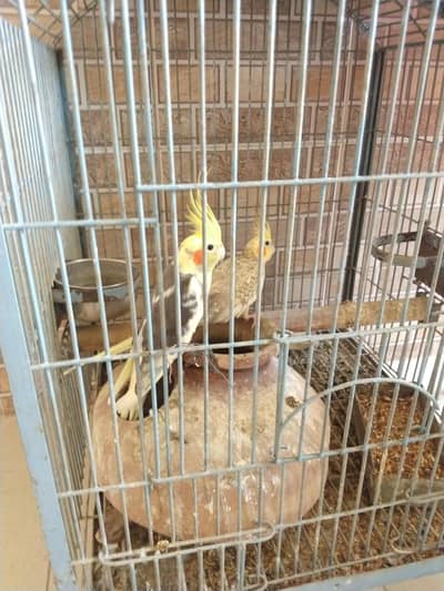 Yellow Head Cocktail Breeding Pair