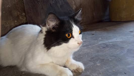 white and black colour