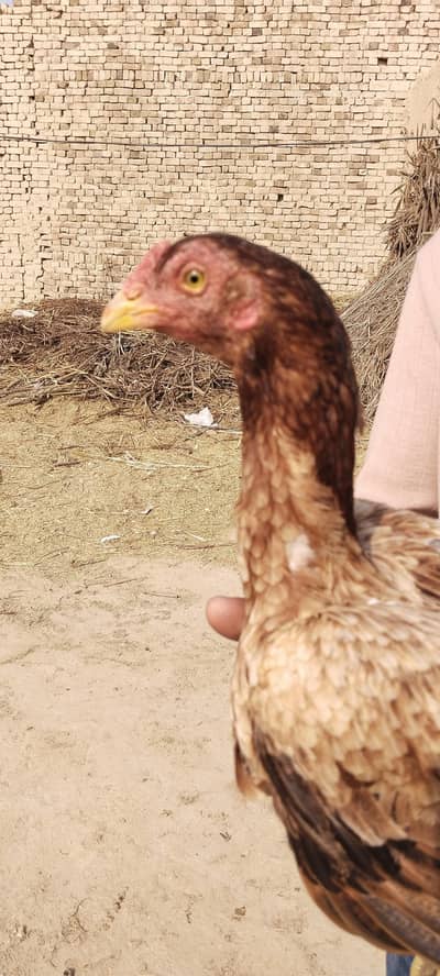 full aseel madi only lenay wale hazrat rabta kerye