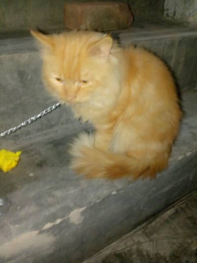 male cat for sale in 20,000 rs