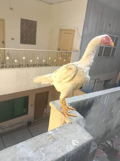 heera aseep female Whatsapp number 03064440942