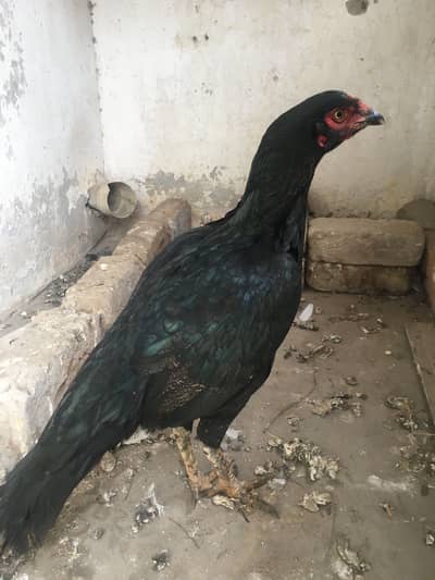 Lasani cross black female 03071708239