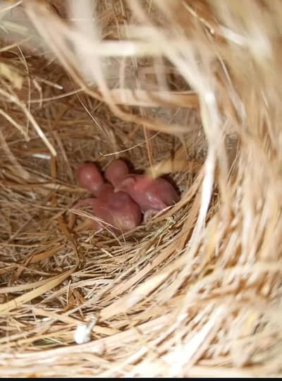 RED EYES JAVA BREEDERS PAIR LADY GUALDIANS 03200253625