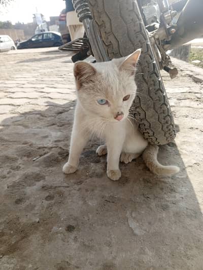pasheyan cat male to shade eyes