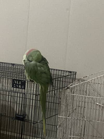 Parrot for sale