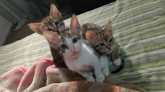 3 kittens up for adoption! Healthy, Happy, Playful!