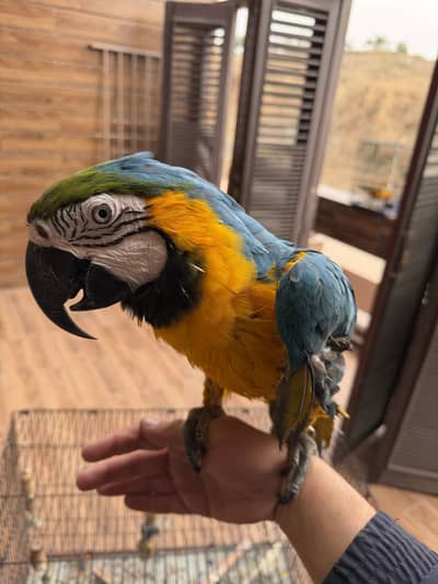 Macaw Blue/Gold Male