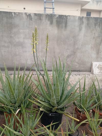 yellow flowers imported Aleo Vera plants