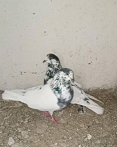 High quality batera pair