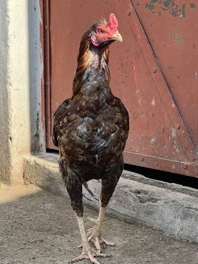 aseel setup available for sale