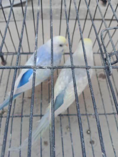 Rainbow Top Quality Birds