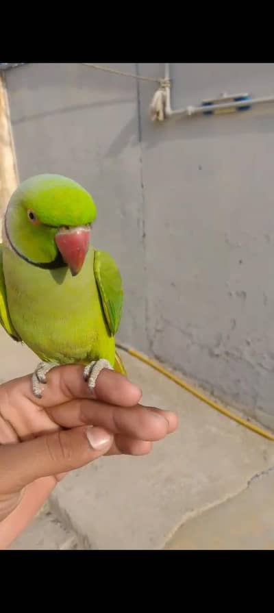 Green Parrots Pair For Sale