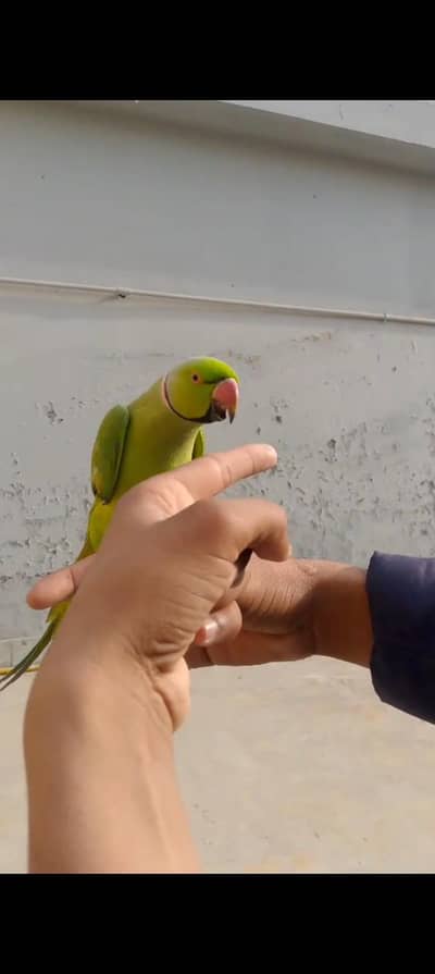Green Parrots Pair For Sale whatsapp 03251184612