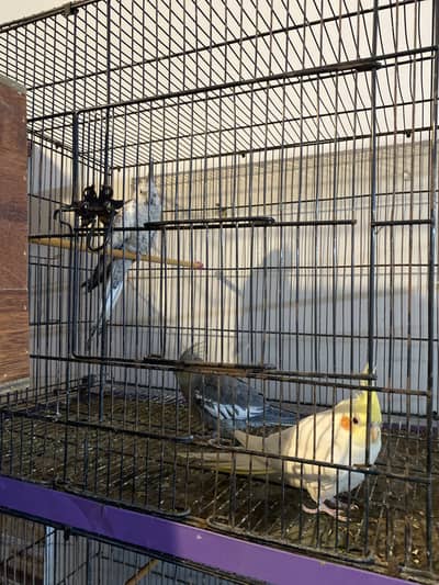 Cockatiel pair for sale