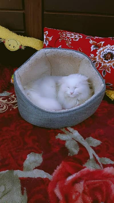 Male Persian Cat in Faisalabad