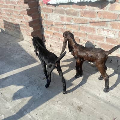 goat for sale pahla soa 2 female bachy