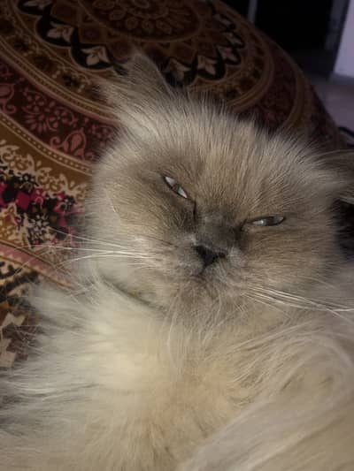 Cross cat himalayan breed . .