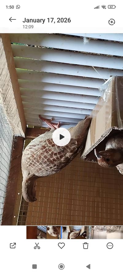 itani teetar pair good size