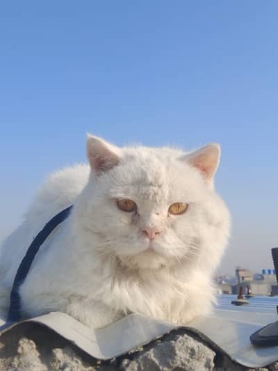 Snow-White Fluffy Persian Cat for Sale