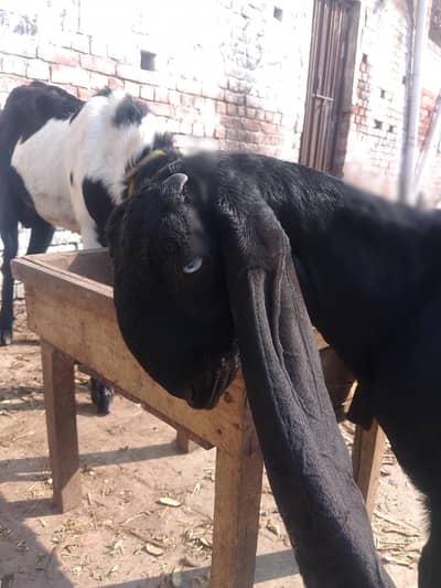 pour amritsari beetle A+ plus quality