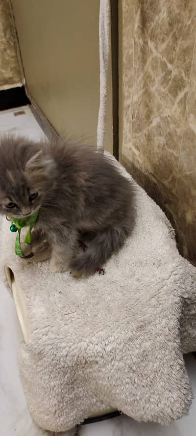 Pure Persian Cats & Kittens | Cash on Delivery | WhatsApp 03162619248