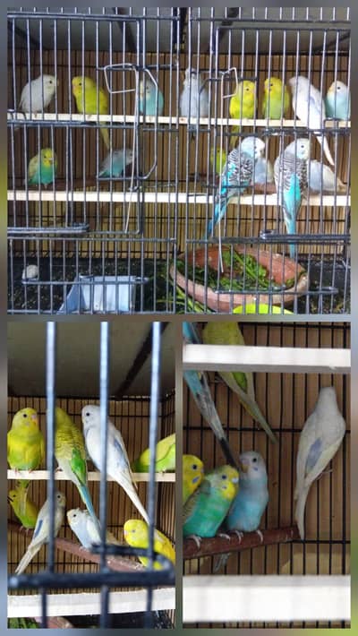 budgies paroots
