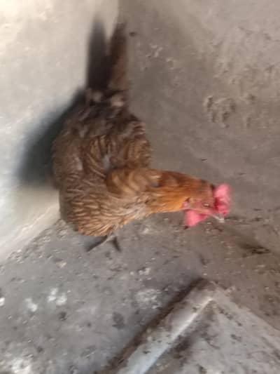 hens very nice condition