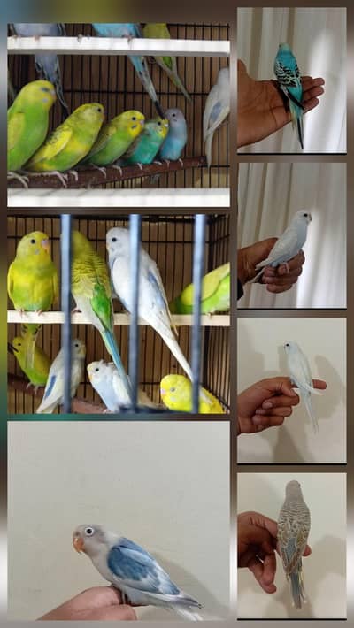 astrallian birds/((03206441878))