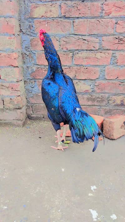 Madi par murga bhot acha cheez ha mashallah quality wal cheez ha