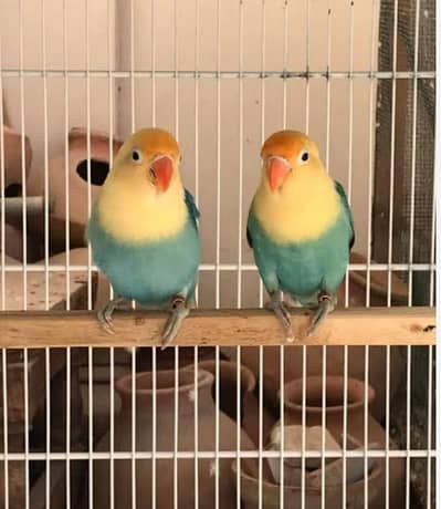 love birds different breeder pairs