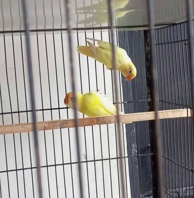love birds different breeder pairs