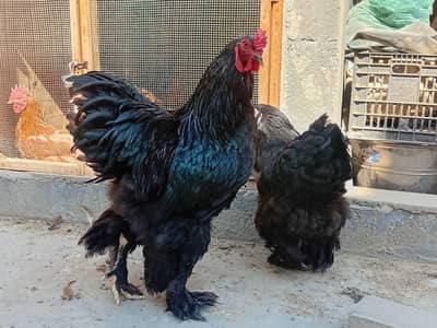 Black Brahma Fertile Eggs And Chicks