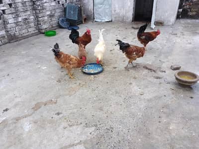 Desi Murgha / Golden Misri Murgha for Sale