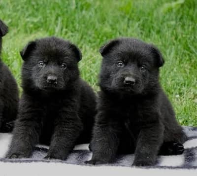 Black German Shepherd puppies pair  for sale | gsd puppy |gsd