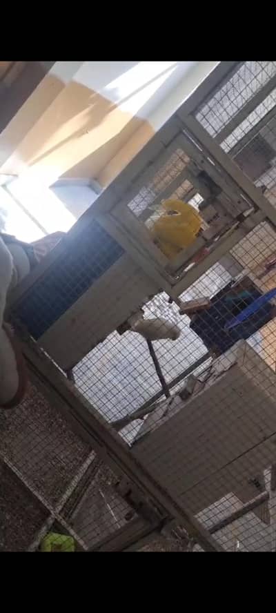 Heavy Love Birds Cage