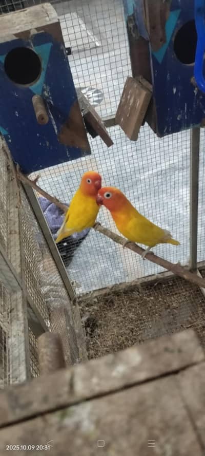 Heavy Cage for Love Birds