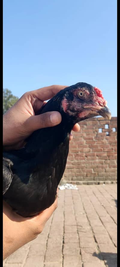 Aseel shamo X burmi breeder long height madi for sale