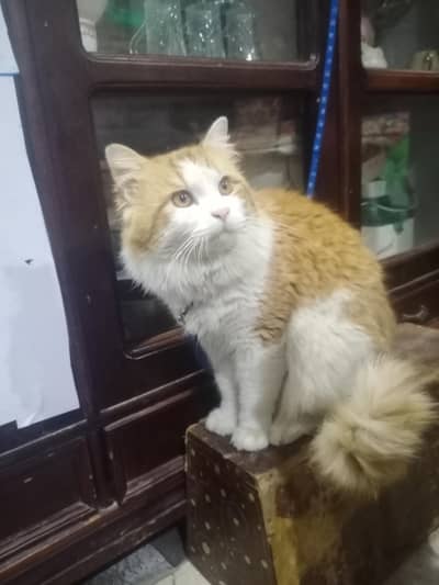 Persian Cat