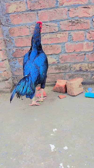 Madi par murga mashallah bhot acha cheez ha quality wal cheez ha