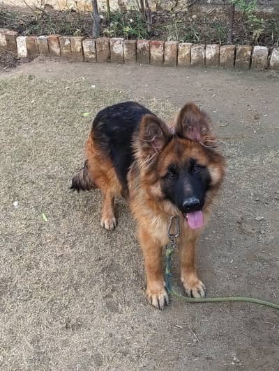 German shepherd imported breed