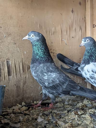 teddy Kabooter for sale