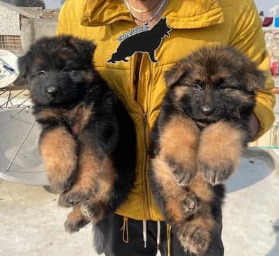 Top Qaulity Long Hair German shepherd