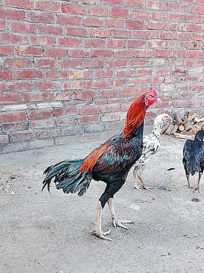 Aseel Thai. Bilkul fitt hai