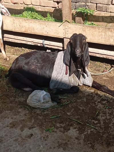 desi bakri for sale Saath 2 female bacche 0301 2740 806